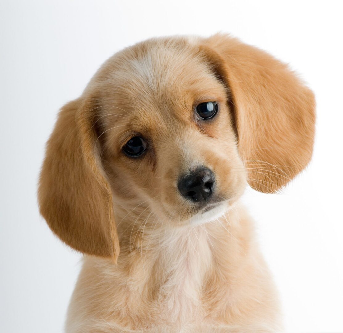 Headshot,Of,A,Puppy,Dog,With,Head,Cocked,In,An