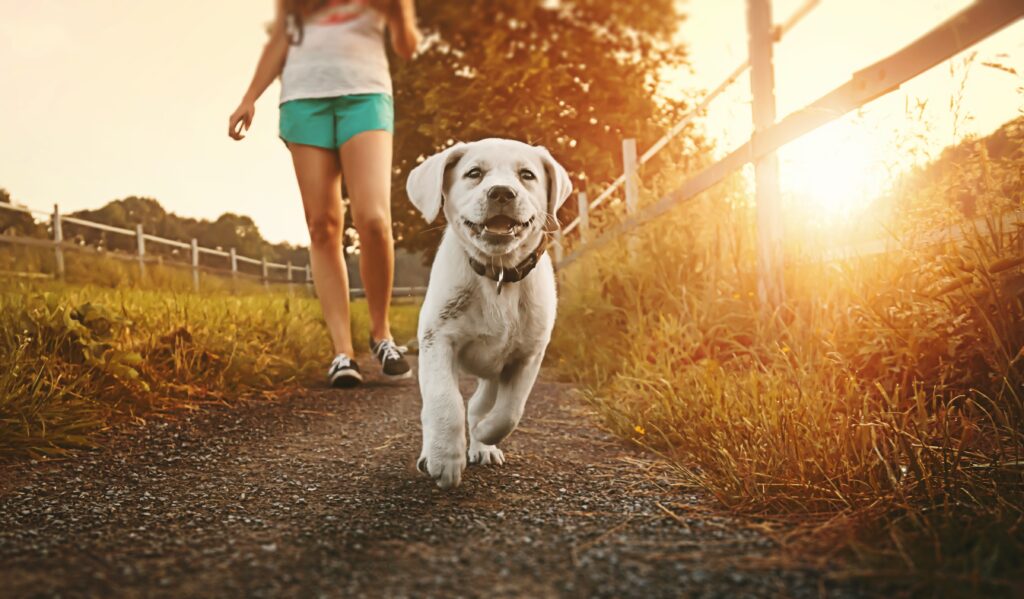 Walk,A,Young,Woman,With,Dog,At,Sunset,Next,To